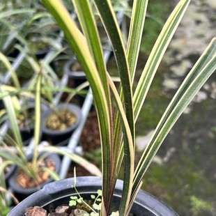 蕙兰线艺兰新品【锦上添花】客厅花好养花卉盆栽绿植物室内阳台