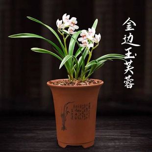 金边矮种兰花苗当年开花【玉芙蓉】浓香型建兰室内绿植盆栽好养活