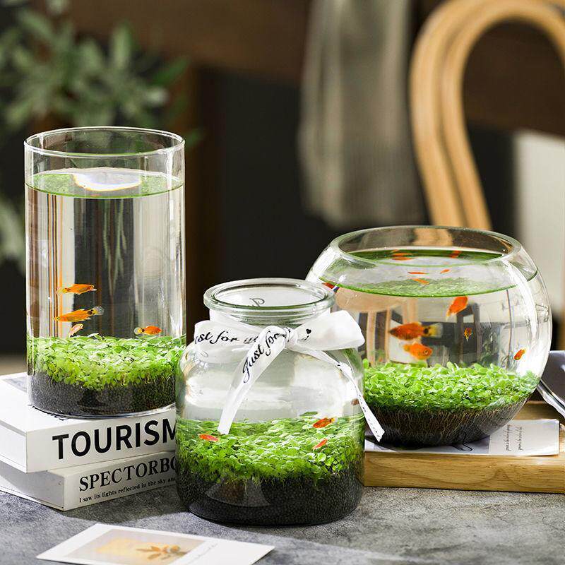 新疆包邮居家diy创意生态小鱼缸玻璃花瓶透明水培植物盆栽水草四