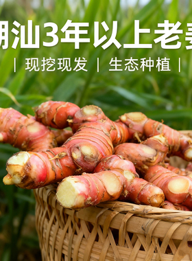 【汕头直发】南姜新鲜精选姜块生态种植甘草水果火锅卤味调味提鲜