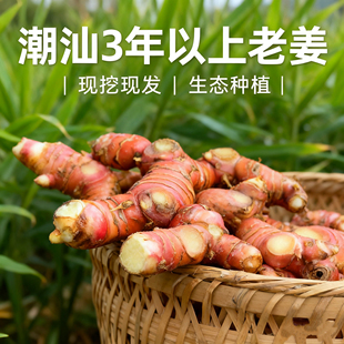 【汕头直发】南姜新鲜精选姜块生态种植甘草水果火锅卤味调味提鲜