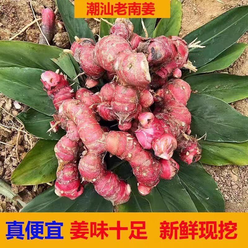 【潮汕直发】新鲜南姜现挖现发批发价直供餐饮火锅卤味调味提鲜