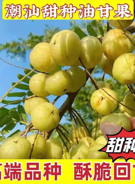 潮汕正宗柿饼新鲜油柑果牛甘果余甘果油甘果孕妇甘子水果橄榄