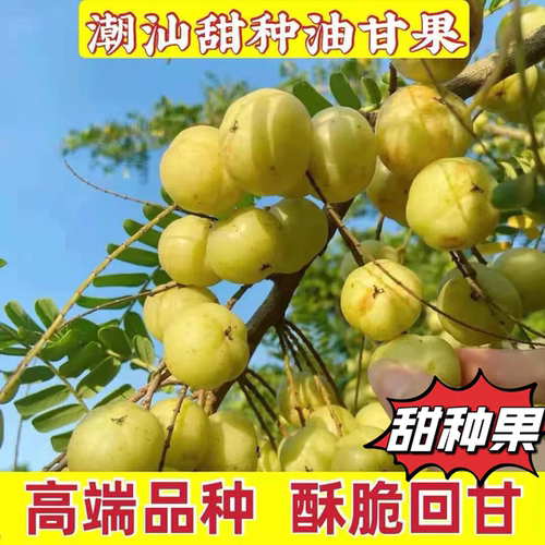 潮汕正宗柿饼新鲜油柑果牛甘果余甘果油甘果孕妇甘子水果橄榄