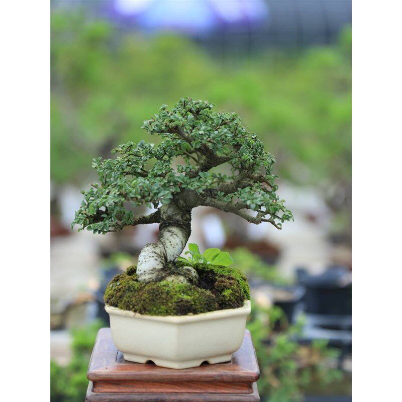 热销小叶榆树盆景老桩矮霸盆栽榔榆造型芝麻榆郎榆绿植茶台室内摆