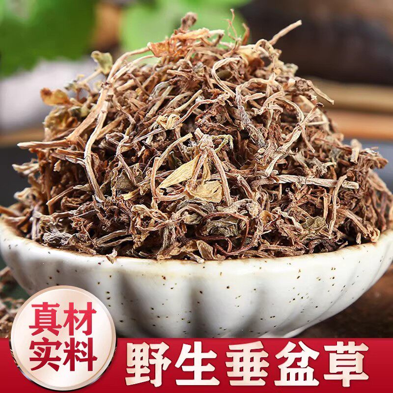 垂盆草中药材新鲜干货500g新货泡水深山垂盆草的功效锤盆草狗牙草