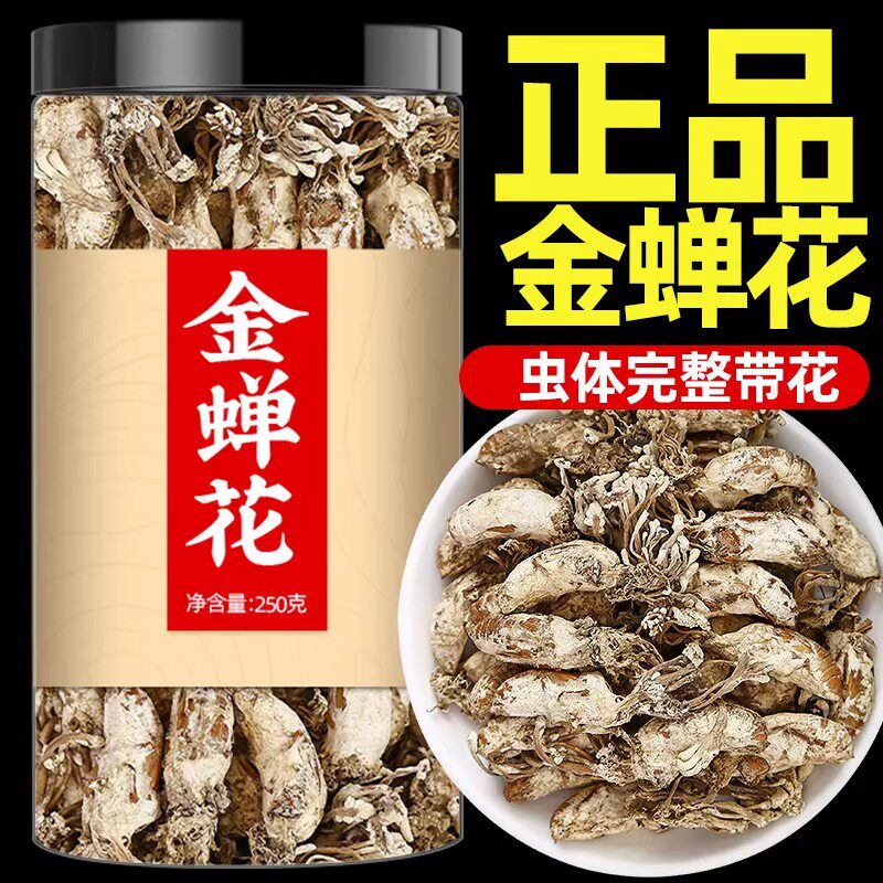 金蝉花中药材正品新货精选蝉花虫草孢子粉知了蚕花金虫草孢头泡水
