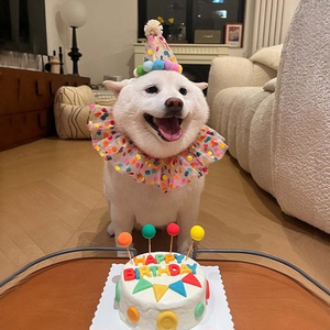 多巴胺波点宠物狗狗生日帽子猫咪头套狗围兜生日装饰头饰拍照道具