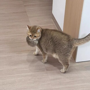 兔毛球猫咪捕猎玩具宠物猫巡回追逐游戏自嗨解闷小猫追球消耗体力