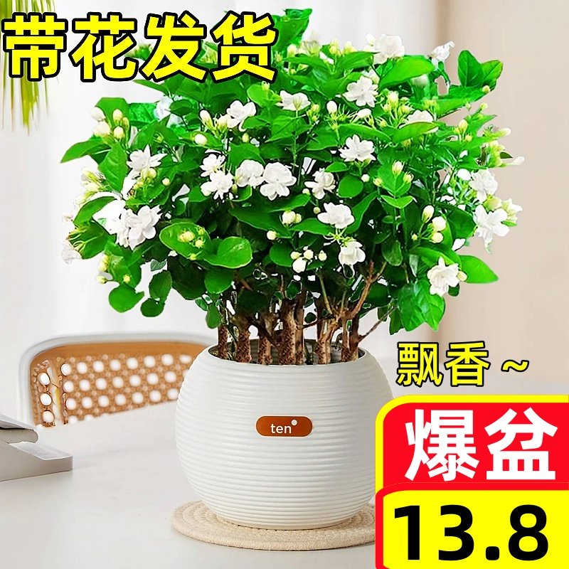 热销茉莉花苗盆栽带花苞栀子花九里香老桩花卉植物室内四季开花好