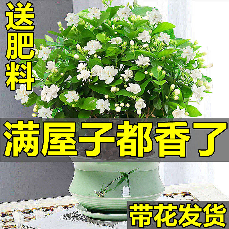 热销茉莉花苗盆栽带花苞九里香老桩驱蚊水培栀子花卉绿植物室内四