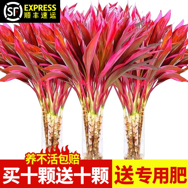 热销紫竹鸿运当头富贵竹水培植物粗杆带根客厅招财竹子室内好养活