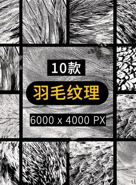 Alpha高清羽毛纹理材质笔刷PNG免扣贴图素材 黑白彩色 zbrush鸟类