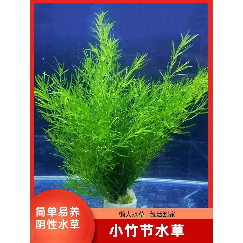 印度小竹节竹节草真水草水族箱鱼缸造景观赏新手懒人阴性水草繁殖