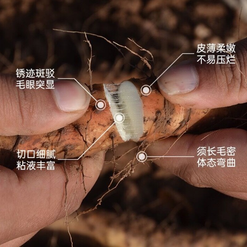 牛卫卫非遗垆土铁棍山药5斤整箱新鲜现挖正宗河南焦作温县怀山药