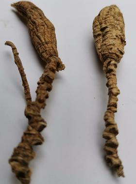 大枝纯美国正野生花旗参老CPI西西参洋山参洋参整枝老原尾泡参