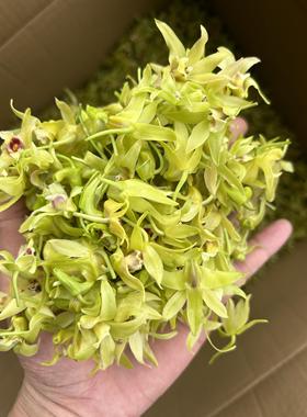 顺丰邮铁皮食石斛鲜花鲜用一斤铁皮OKX枫斗新花正宗包基地新直发