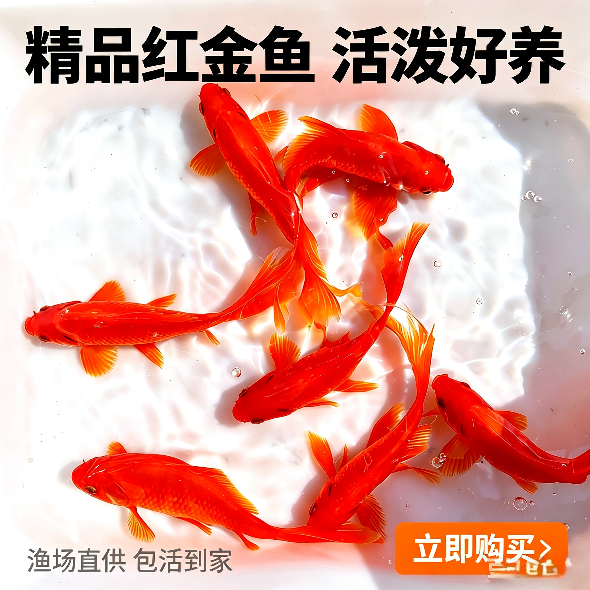 长尾红色草金鱼冷水观赏鱼淡水观赏鱼好养耐活锦鲫红色长尾草金鱼