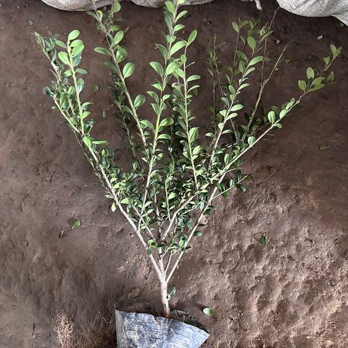 龟甲冬青苗小叶冬青四季常青庭院绿化篱笆苗木龟甲冬青带土球包邮