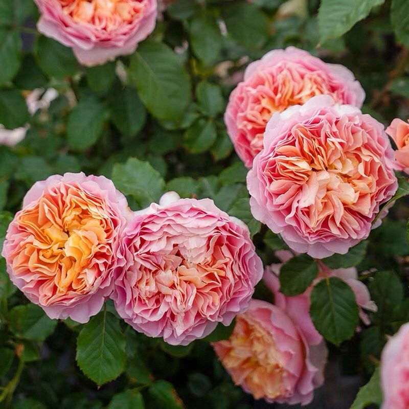 锦嫣 耐热耐雨淋月季玫瑰 大花庭院拱门大型爬藤藤本月季,鲜花速递/花卉仿真/绿植园艺,月季/蔷薇/玫瑰,淘宝优惠券,粉丝福利购,淘宝优惠卷