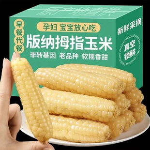 云南版纳拇指玉米香糯小玉米傣家甜黏手指玉米宝宝小玉米软糯香甜