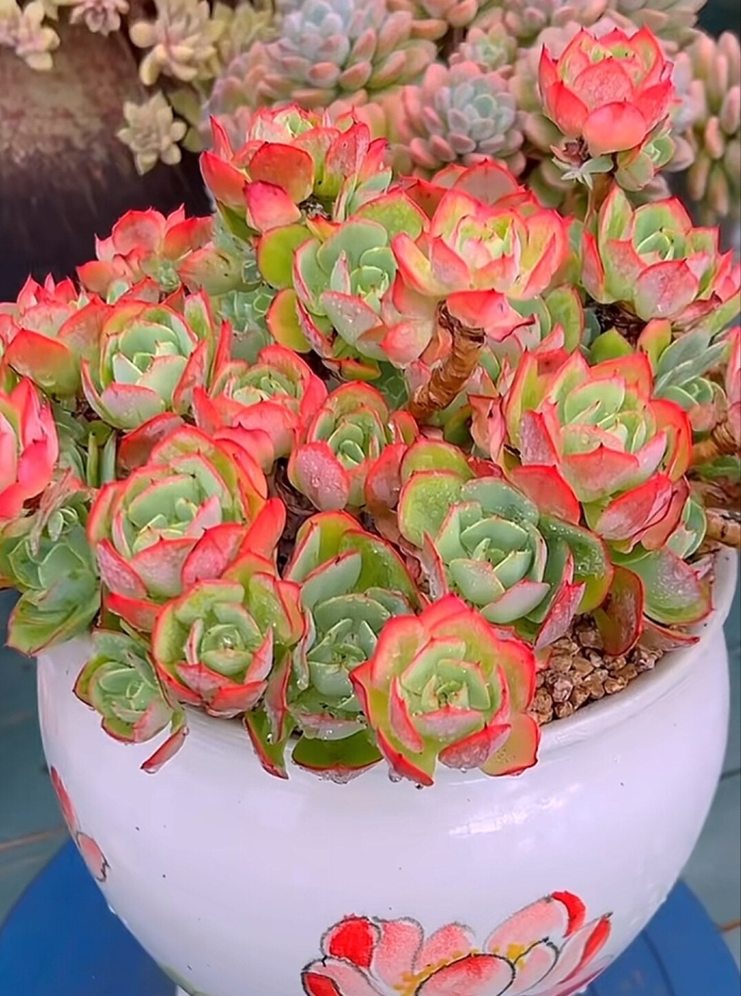 霜之鹤多肉植物仙鹤群生韩国火焰玫瑰克里斯汀老桩大颗稀有贵货