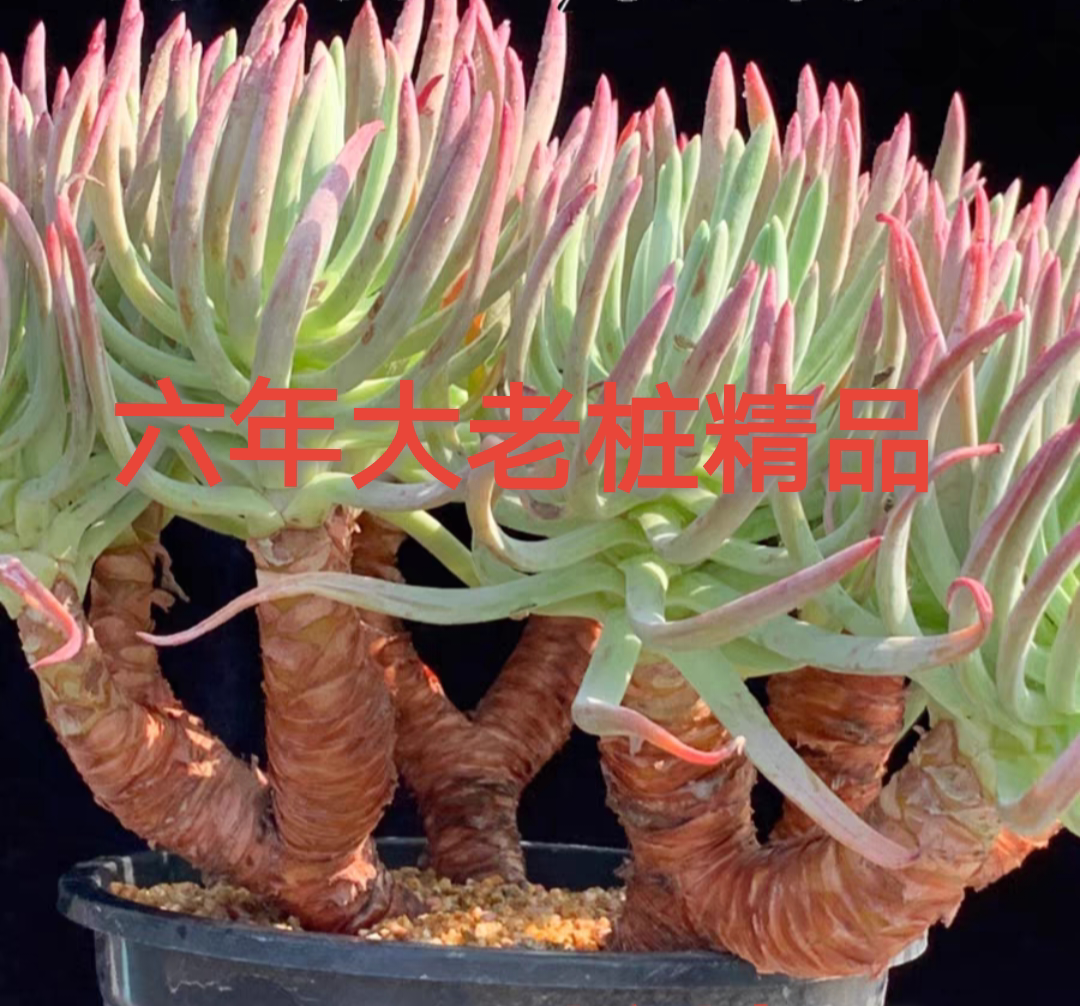 爱杜丽丝仙女杯大型多肉植物懒人多肉植物