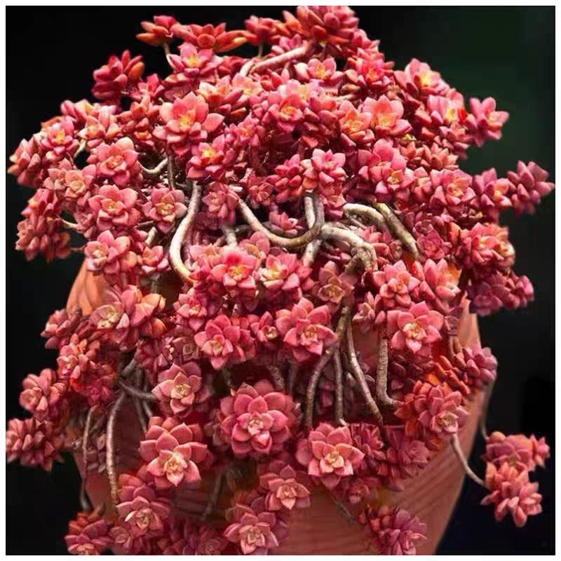 姬胧月多肉植物五年老妖桩悬崖瀑多肉植物