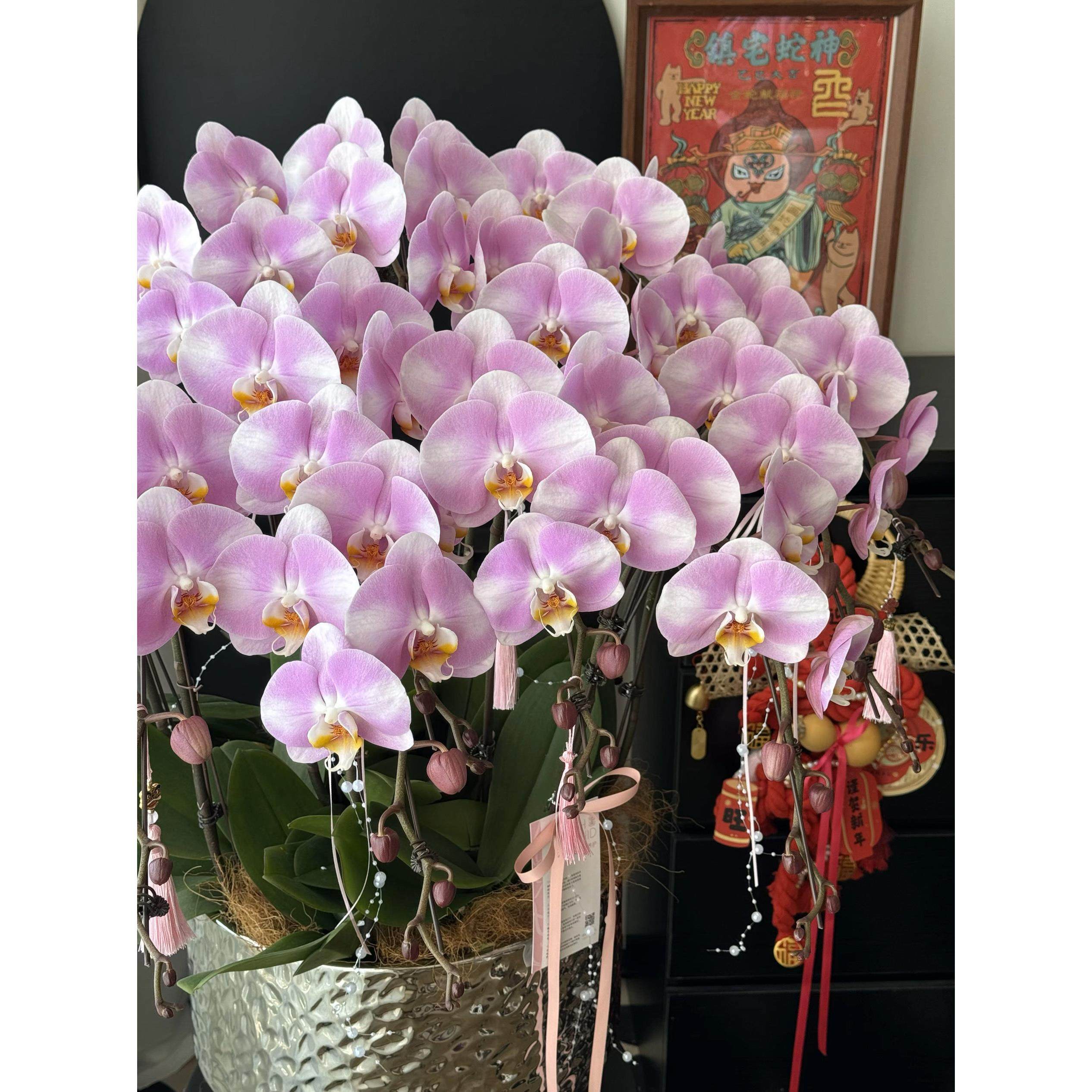 明星超大粉红蝴蝶兰带花苞花剑兰花全国四季好养盆栽客厅室内花卉,鲜花速递/花卉仿真/绿植园艺,国兰/杂交兰/洋兰类,淘宝优惠券,粉丝福利购,淘宝优惠卷