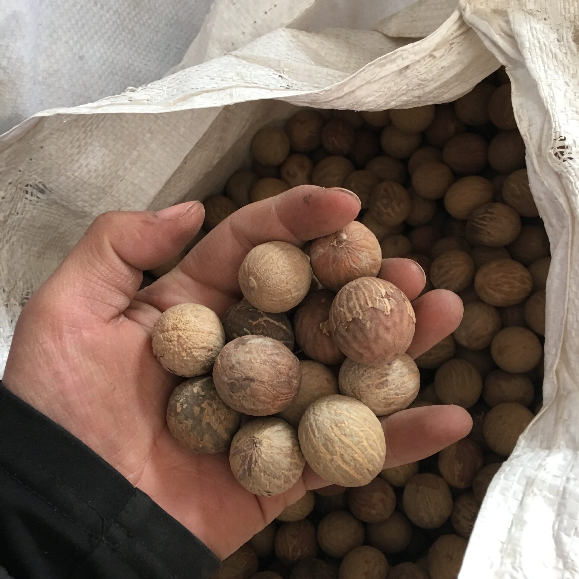 批发22mm以上白菩提根原籽 菩提根原料 大菩提根雕刻原籽图片