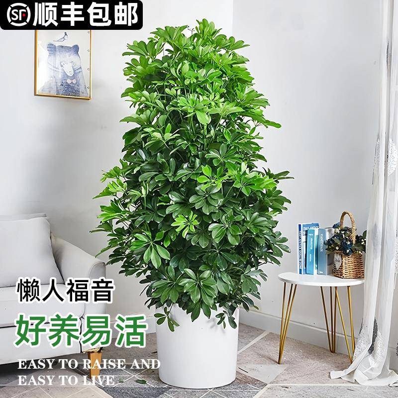 鸭脚木盆栽净化空气室内八方来财造型鸭掌木七叶莲好养植物吸甲醛