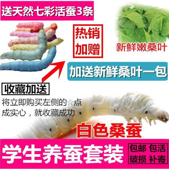 蚕宝宝活体幼虫七彩新鲜桑蚕金丝蚕套装蚕白蚕卵蚕种学生桑叶养蚕