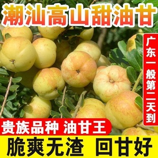 潮汕崩坎甜油甘新鲜现摘油甘果牛甘果余甘果甜橄榄甜种柿饼甜油柑