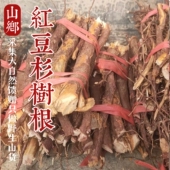 山乡药域 野生红豆杉树根宜兰山紫杉根煮水炖排骨泡酒料 红豆杉