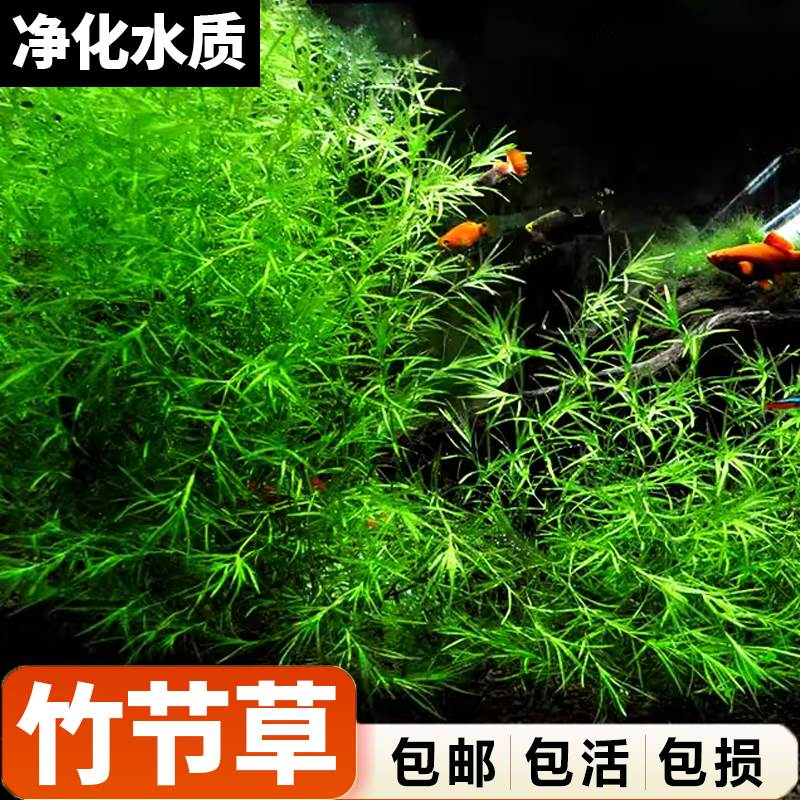 印度竹节草水草绿菊蜈蚣草好养植物鱼缸水族箱装饰造景净水真草