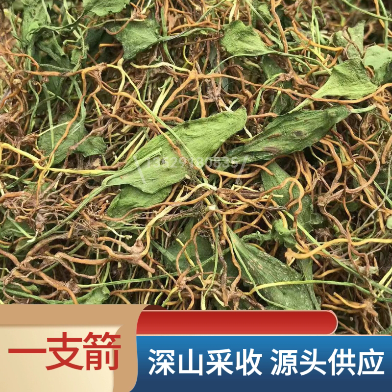 一支箭草药  蛇须草   纯青野生一支箭 青藤 蛇咬子 50g包邮