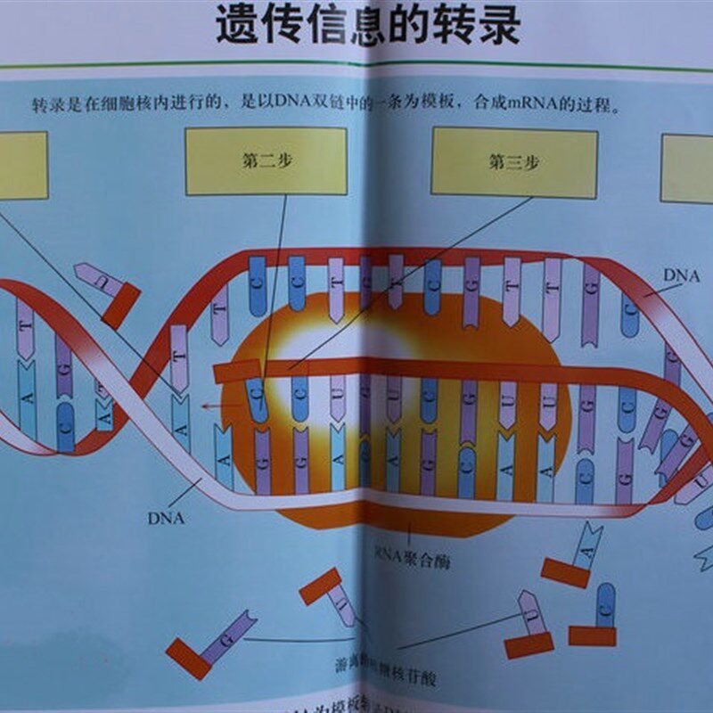 高中生物教学挂图(53021-53026) 78幅 教学仪器 实