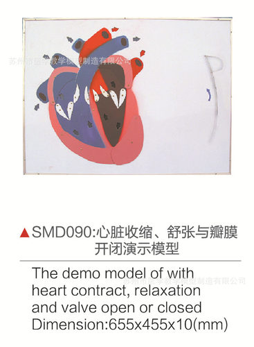 SMD090心脏收缩、舒张与瓣膜开闭演示模型