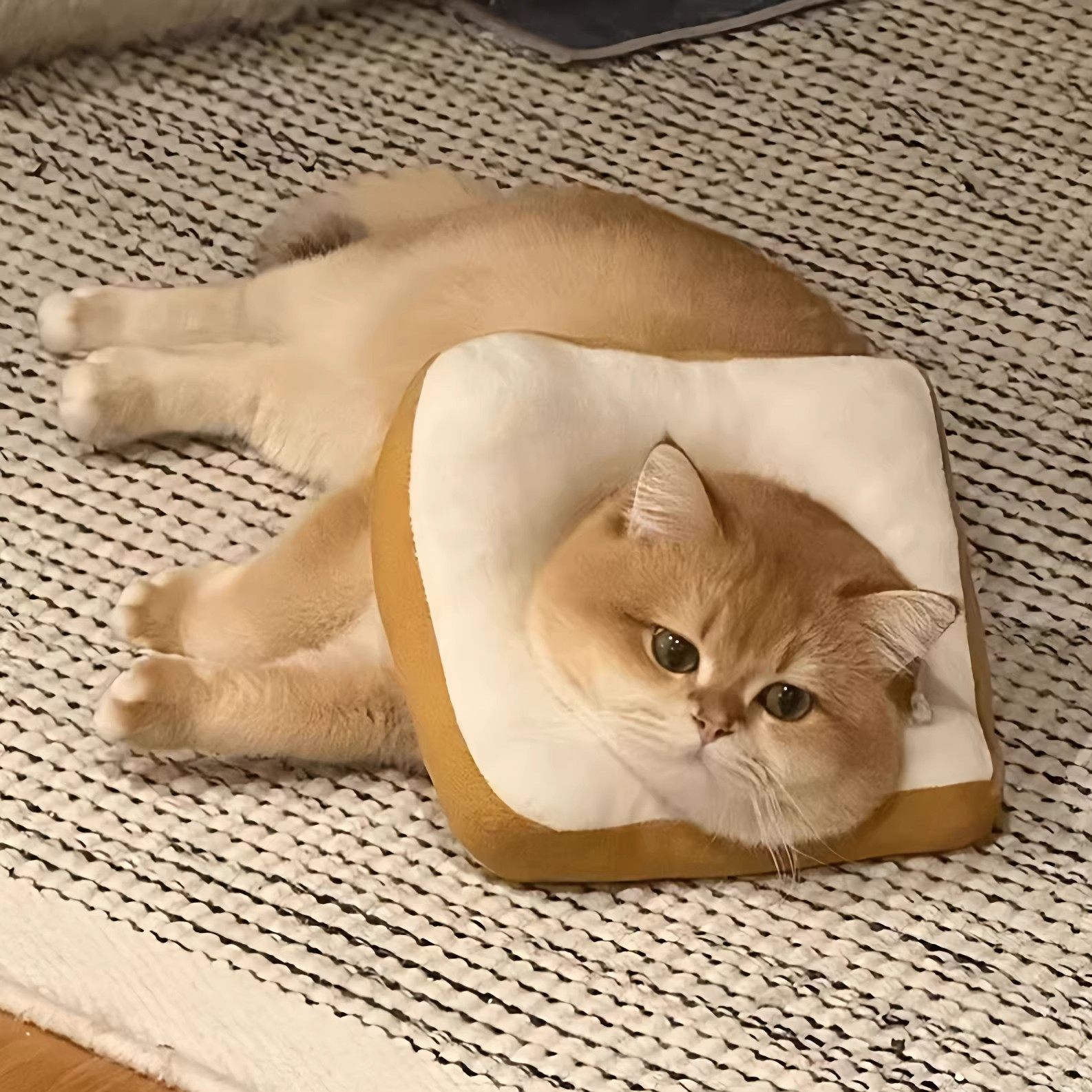 宠物猫圈伊丽莎白圈可爱猫脖圈狗防舔耻辱圈软头套面包圈绝育用品,宠物/宠物食品及用品,宠物伊丽莎白圈,淘宝优惠券,粉丝福利购,淘宝优惠卷