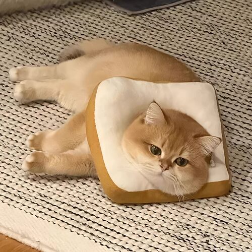 宠物猫圈伊丽莎白圈可爱猫脖圈狗防舔耻辱圈软头套面包圈绝育用品