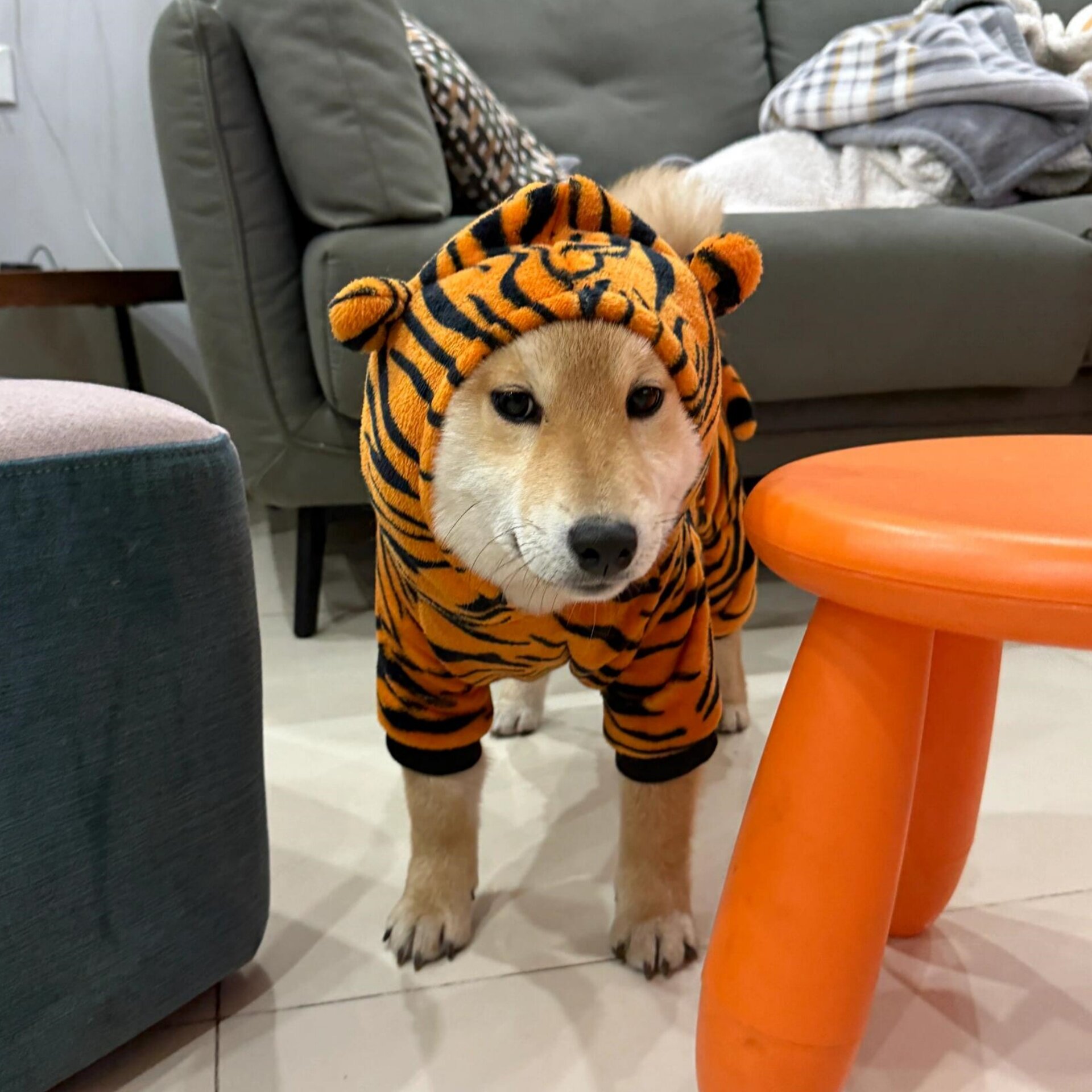 狗狗老虎变身衣服，太可爱了