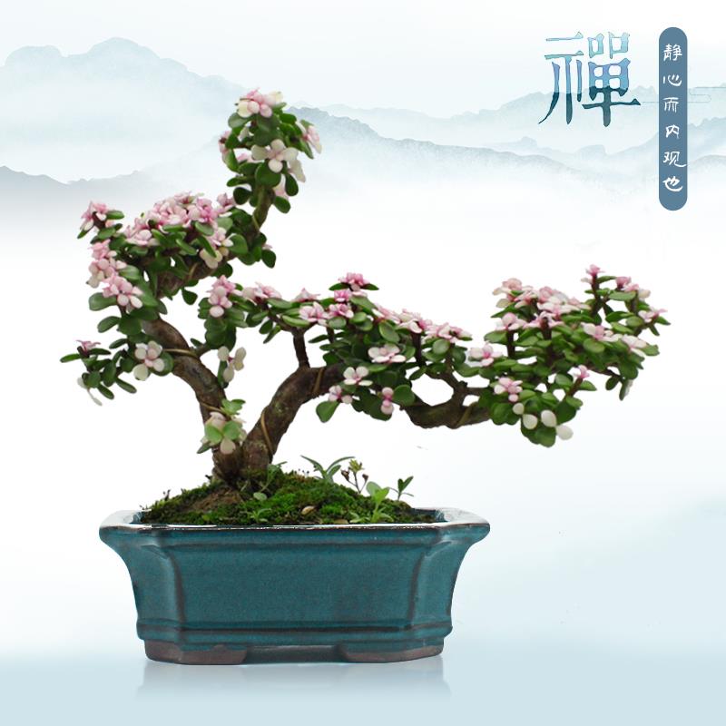 多肉金枝玉叶盆栽老桩雅乐造型盆景防辐射四季开 花室外阳台绿植