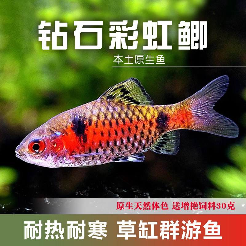 钻石彩虹鲫热带观赏鱼耐热耐寒草缸群游鱼淡水鱼宠物鱼原生本土鱼 - 实物图