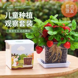 495儿童种孑植小盆栽向日葵种莓凤仙花草种籽子番茄物西瓜验植种