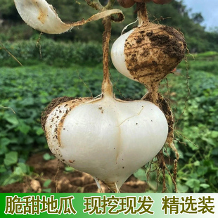 新鲜地瓜脆甜凉薯地萝卜孕妇农家蔬菜应季水果土瓜土番薯白心地瓜