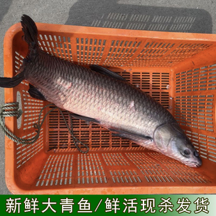 农村自家鱼塘大青鱼活鱼现杀新鲜大螺丝青鱼非草鱼淡水鱼自然生长