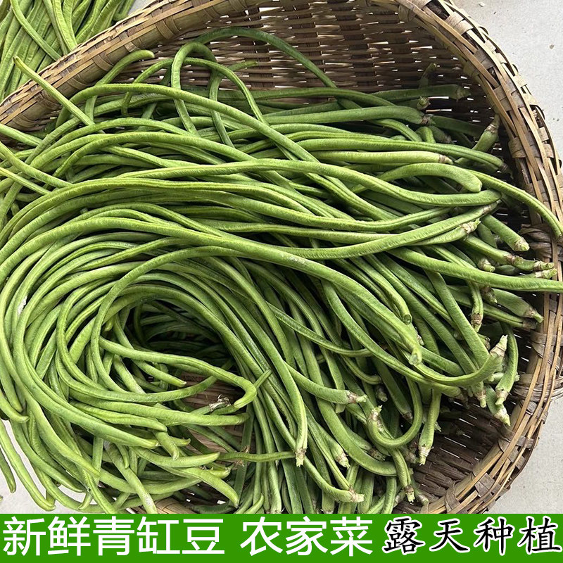 湖北露天种植缸豆长豆角农户现摘现发新鲜豇豆做酸豆角榨菜泡菜
