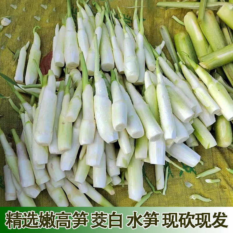 高山新鲜茭白时令蔬菜水笋湖北宜昌嫩高笋农家自种嫩茭笋产妇食材