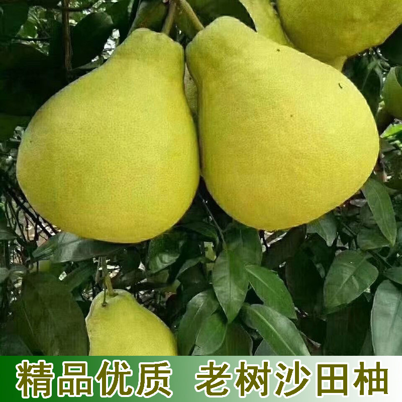 新鲜沙田柚白心柚子精选果湖北本地特产白肉蜜柚农家柚子纯甜饱满