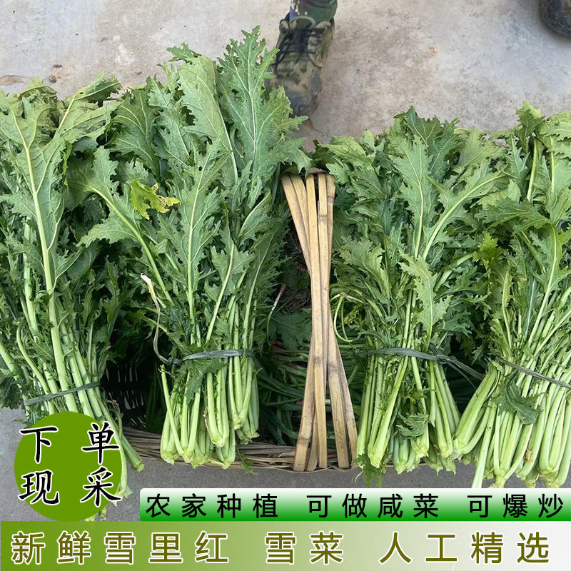 新鲜雪里蕻雪菜可腌制咸菜酸菜荠菜农户自种当季雪里红人工挑选,水产肉类/新鲜蔬果/熟食,叶菜类,淘宝优惠券,粉丝福利购,淘宝优惠卷